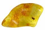 Detailed Fossil Beetle (Coleoptera) In Baltic Amber #105435-4